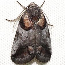 Aleptina clinopetes