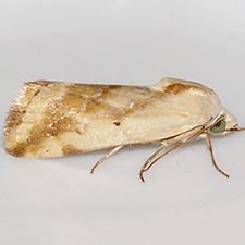 Ponometia pulchra