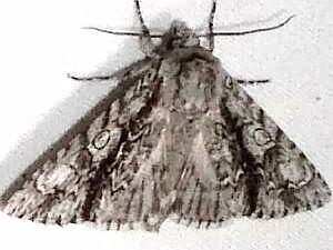 Acronicta atristrigatus