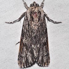 Acronicta extricata