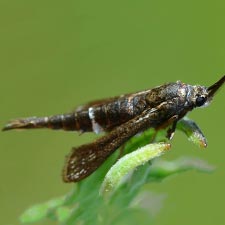 Carmenta suffusata