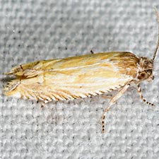 Eucosma grindeliana