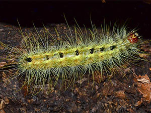 Acronicta rubricoma