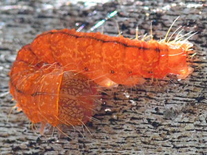 Acronicta afflicta