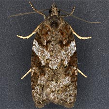 Acleris gloveranus