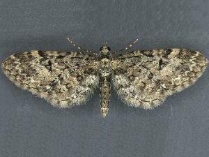 Eupithecia annulata