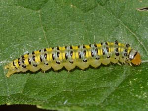Hahncappsia neomarculenta
