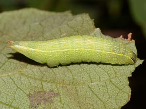 Baltodonta broui