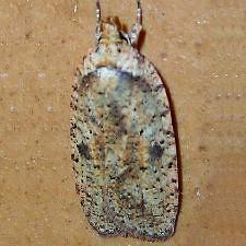 Agonopterix flavicomella