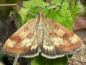 Pyrausta homonymalis