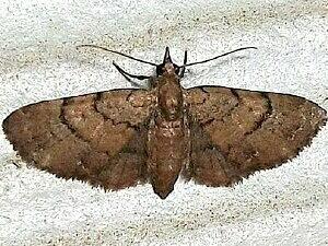 Eupithecia peckorum