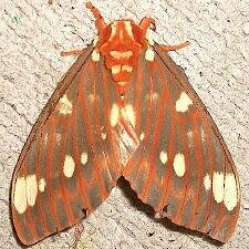 Citheronia regalis