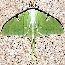 Actias luna