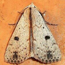 Scolecocampa liburna