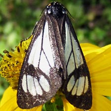 Gnophaela vermiculata