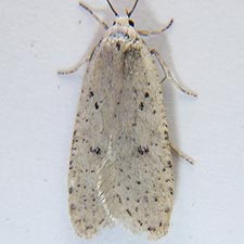 Exaeretia nivalis