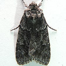 Sympistis anweileri