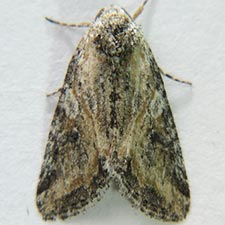 Hadenella pergentilis