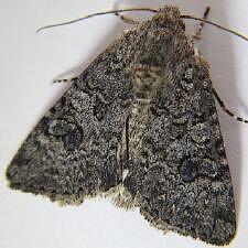 Anarta oregonica