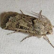 Agrotis orthogonia