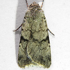 Euxoa annulipes