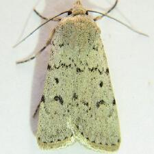 Euxoa catenula