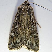 Euxoa olivalis