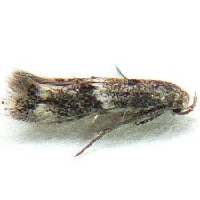 Elachista dagnirella