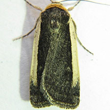 Abagrotis vittifrons