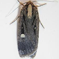 Abagrotis glenni