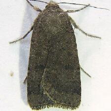 Abagrotis hermina