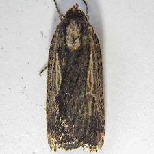 Abagrotis nanalis