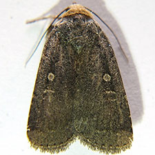 Abagrotis duanca