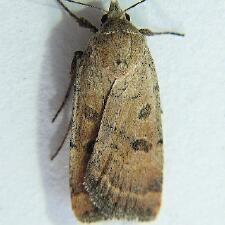 Abagrotis dodi