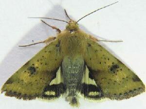 Heliothis acesias