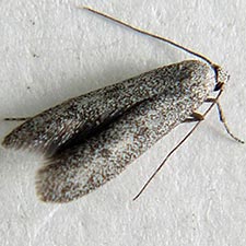 Teladoma murina