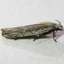 Gelechia bianulella