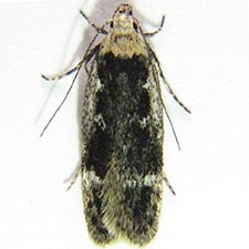 Gelechia dromicella