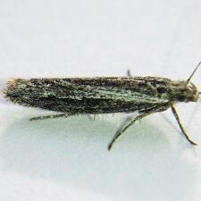 Ypsolopha flavistrigella