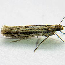 Ypsolopha schwarziella