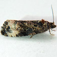 Endothenia rubipunctana