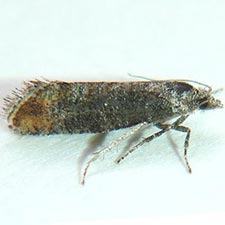 Rhyacionia fumosana