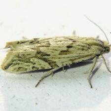 Eucosma tarandana