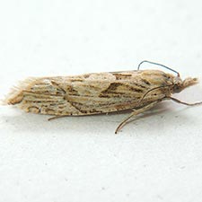 Eucosma montanana