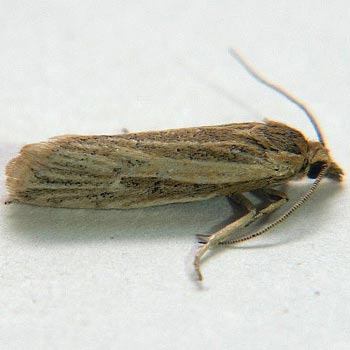 Pelochrista mediostriata