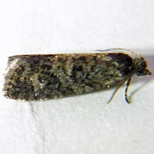 Epinotia solicitana