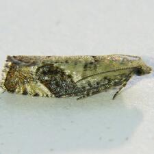 Epinotia medioplagata