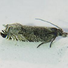 Ancylis unguicella