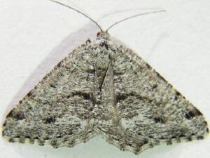 Macaria decorata