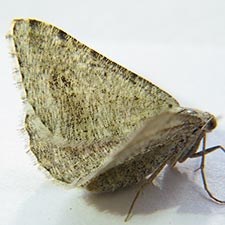 Digrammia terramalata